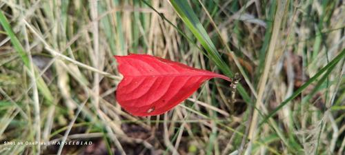 IMG20241031144817